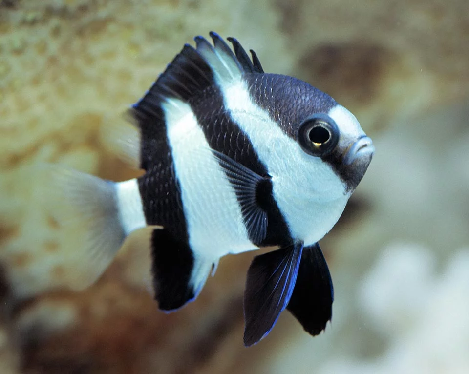 Cá Rô Đá (Three-stripe Damsel)