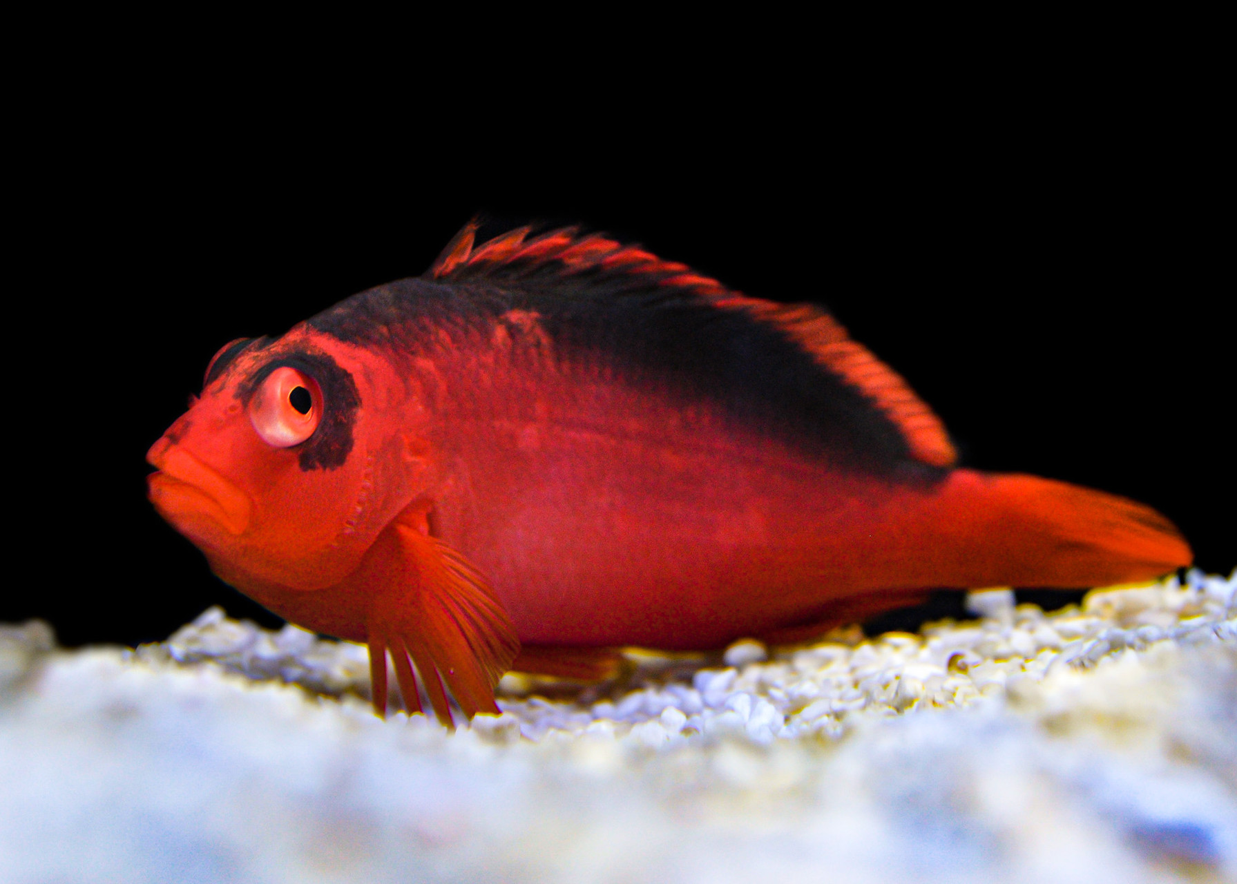 CÁ DIỀU HÂU LỬA (FLAME HAWKFISH)