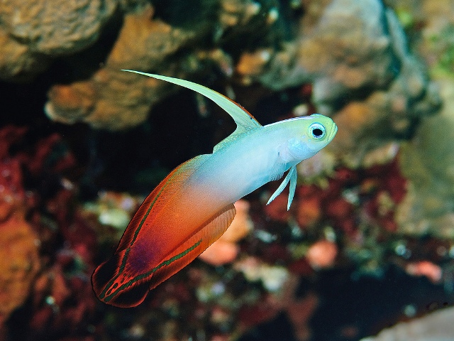 CÁ BỐNG CỜ LỬA (FIREFISH)