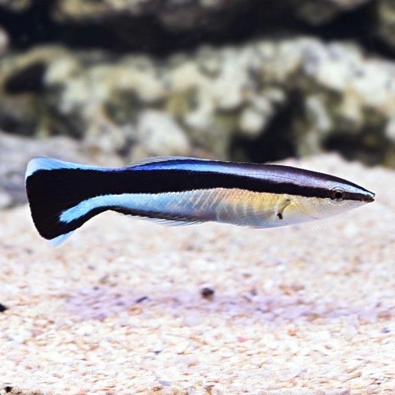 CÁ BÁC SĨ (LABROIDES DIMIDIATUS)