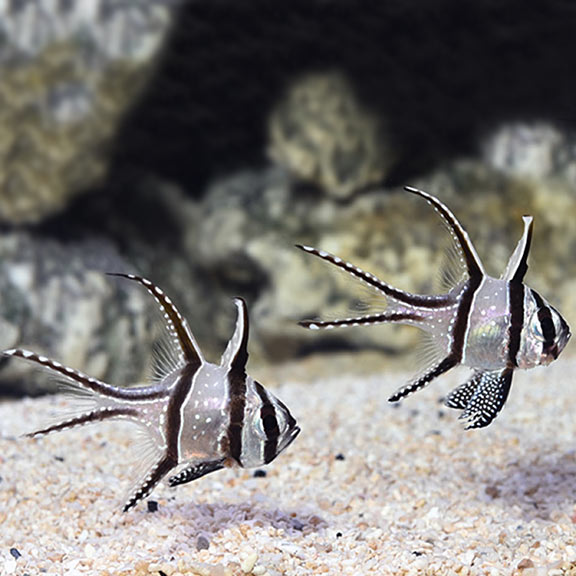 CÁ HỒNG Y BANGGAI (BANGGAI CARDINAFISH)