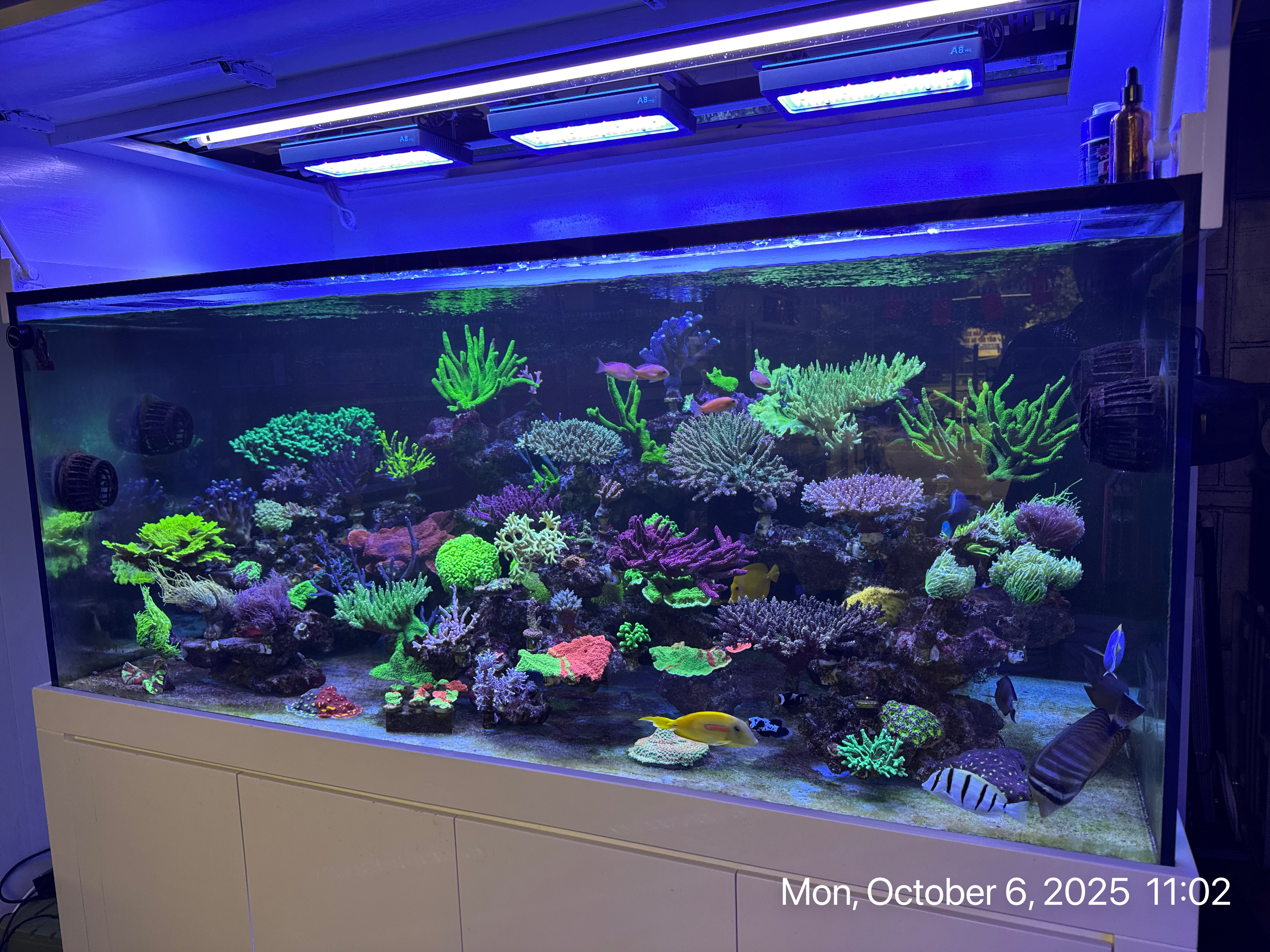 Thiết bị bể cá biển chính hãng - 2D Aquatic