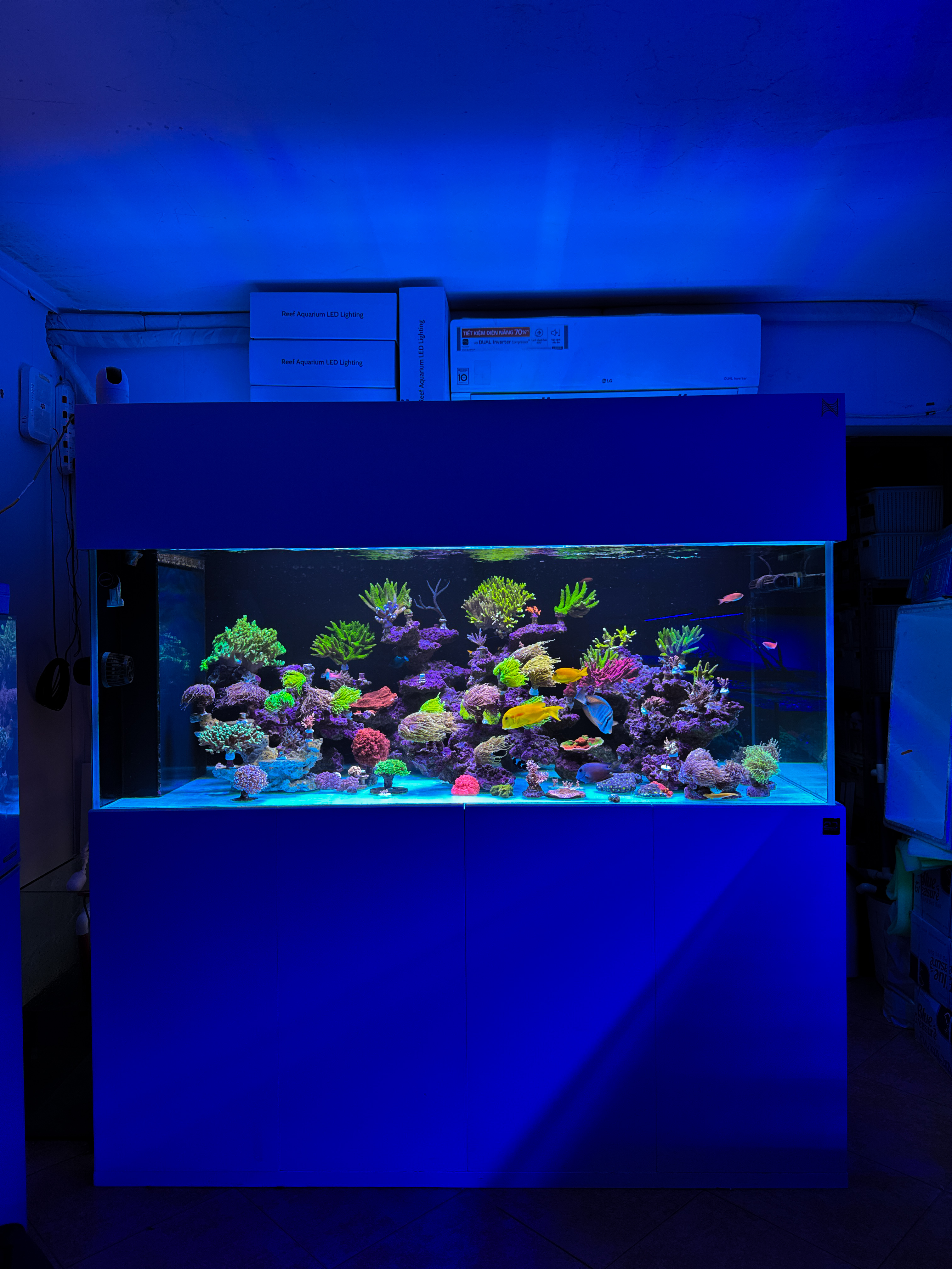 Bể cá biển đẹp - 2D Aquatic