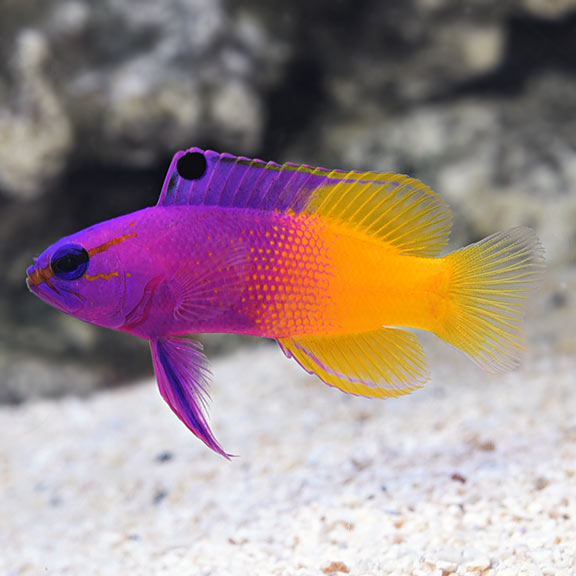 CÁ BỐNG HOÀNG GIA (ROYAL GRAMMA BASSLET)