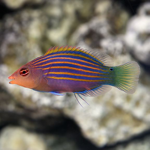 CÁ MÓ SIXLINE (SIXLINE WRASSE)