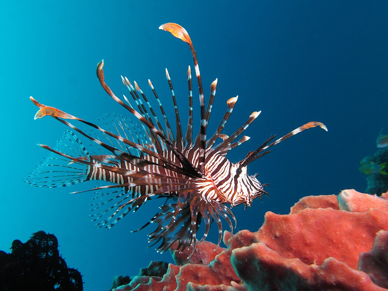 CÁ MAO TIÊN (LIONFISH)