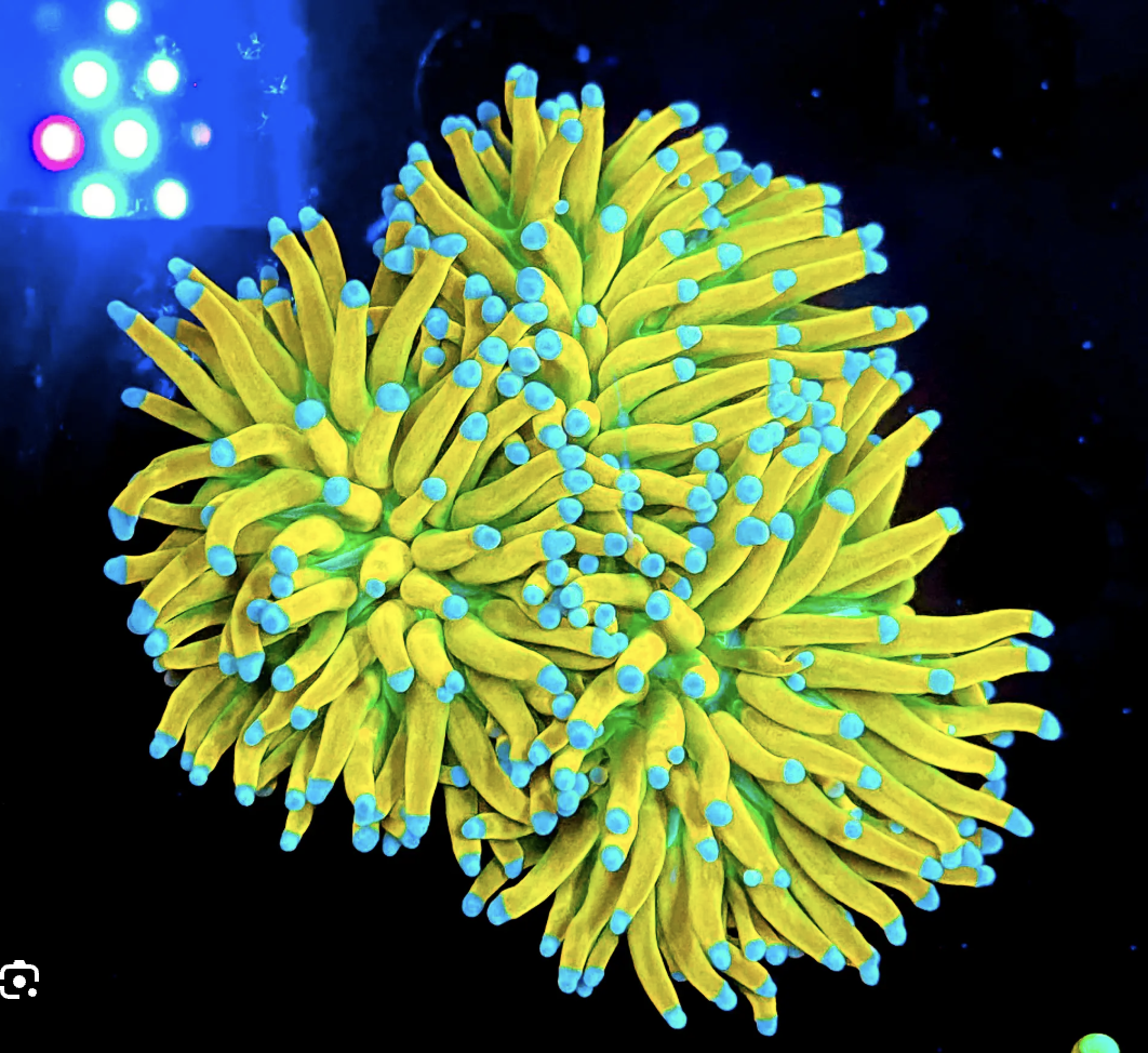 San Hô Diêm (Torch Coral)
