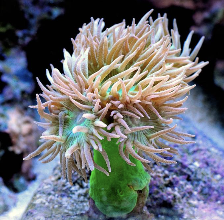 San Hô Duncan (Duncan Coral)