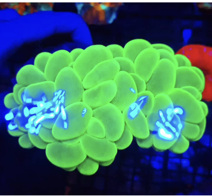 San Hô Trứng Mực (Bubble Coral)