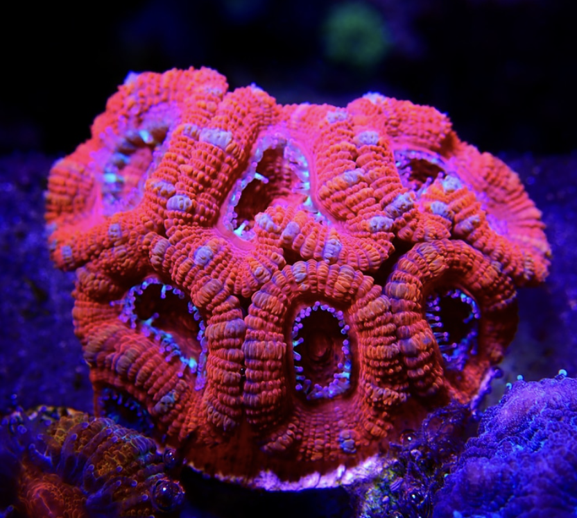 San Hô Acan ( Acanthastrea )
