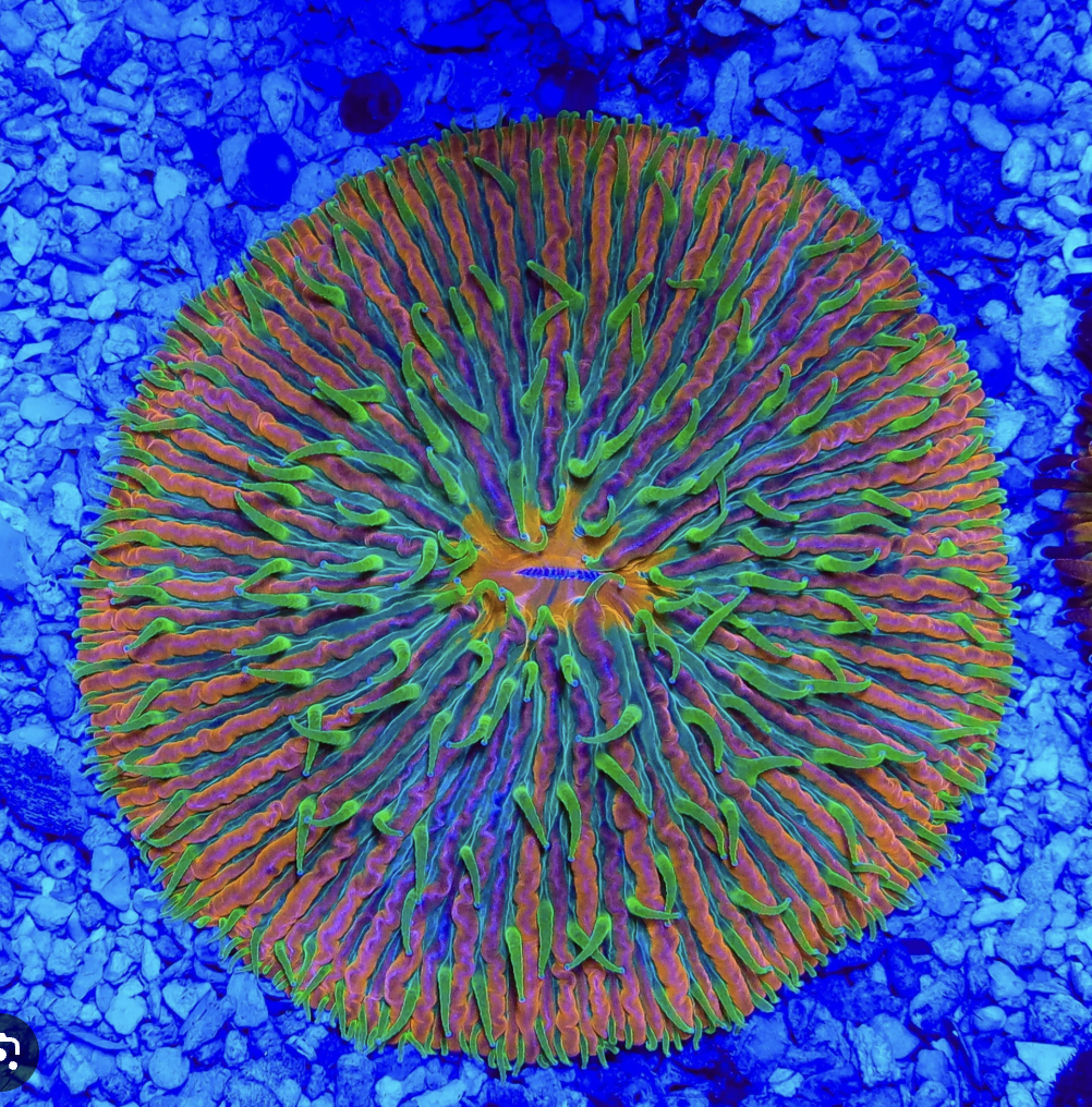 San Hô Đĩa Bay (Plate Coral)
