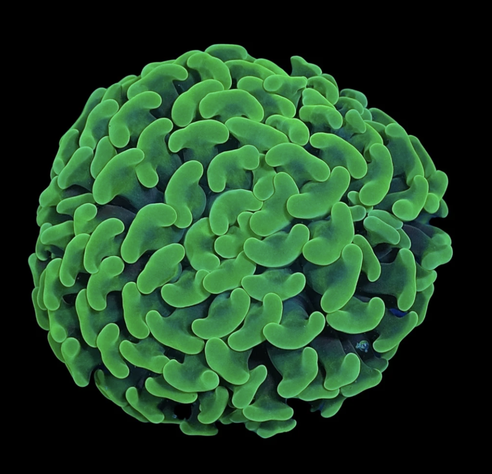 San Hô Búa (Hammer Coral)