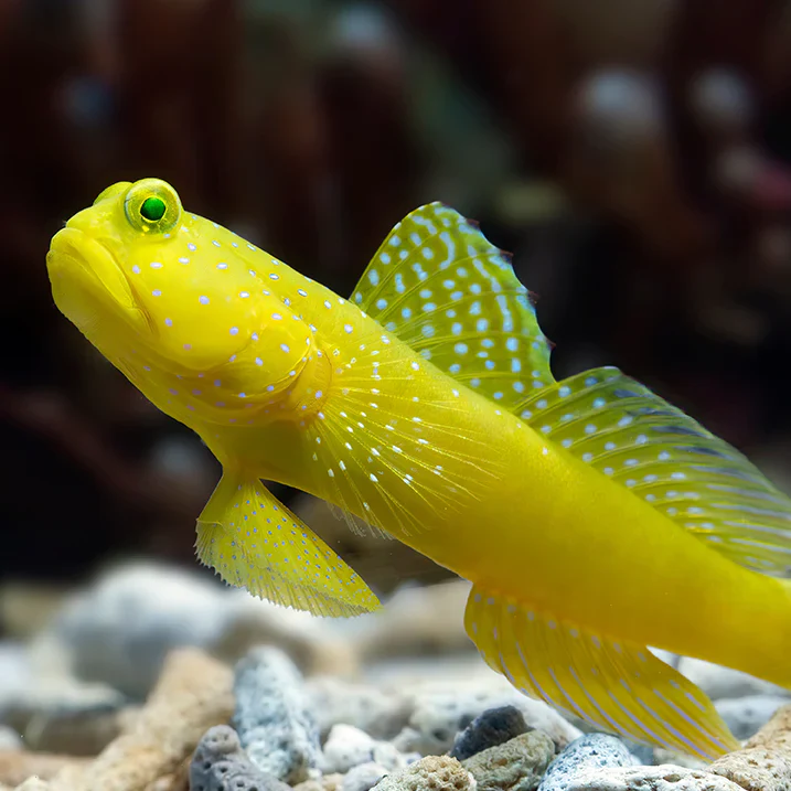 CÁ BỐNG VÀNG CANH GÁC (YELLOW WATCHMAN GOBY)