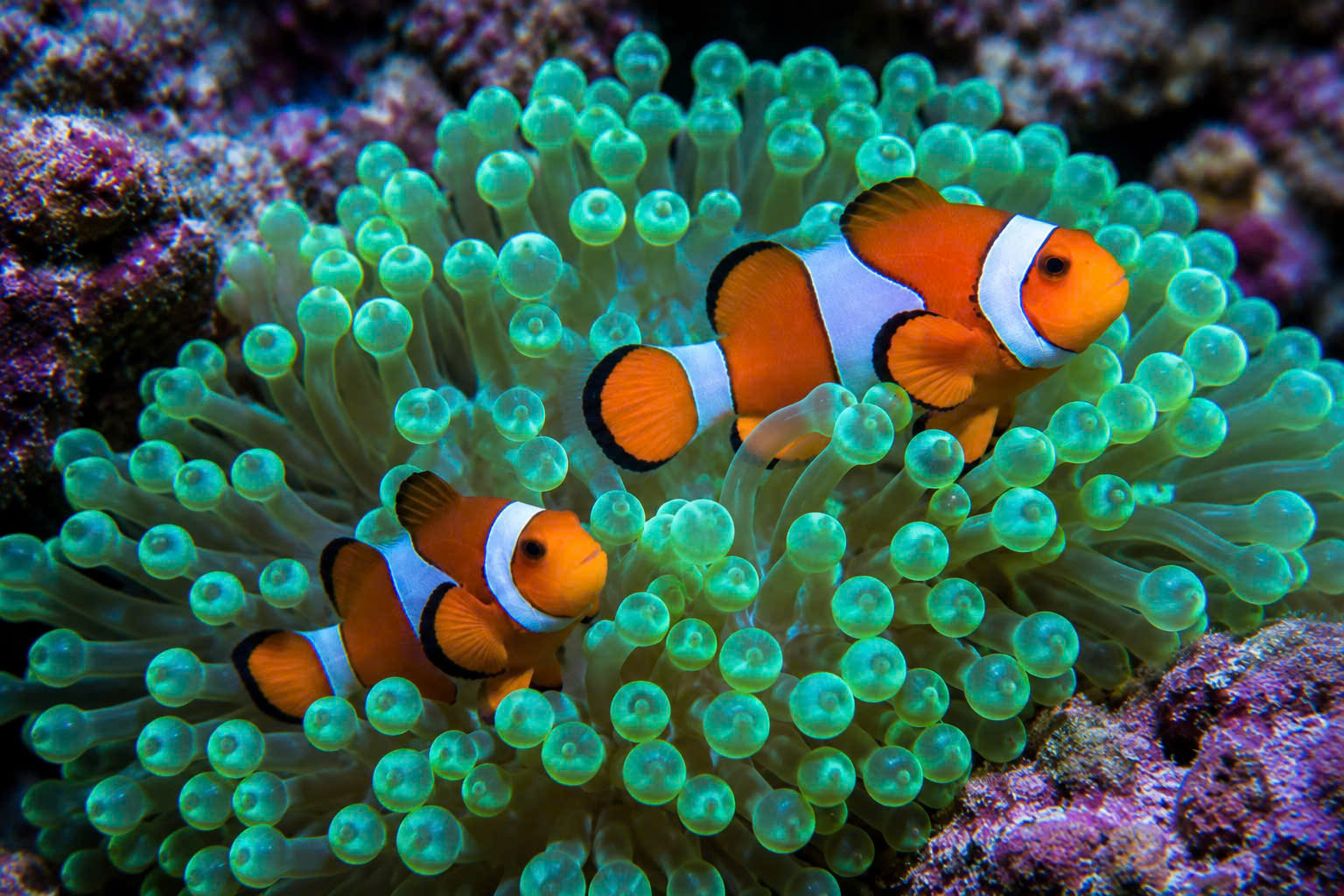 CÁ HỀ NEMO (OCELLARISH CLOWNFISH)