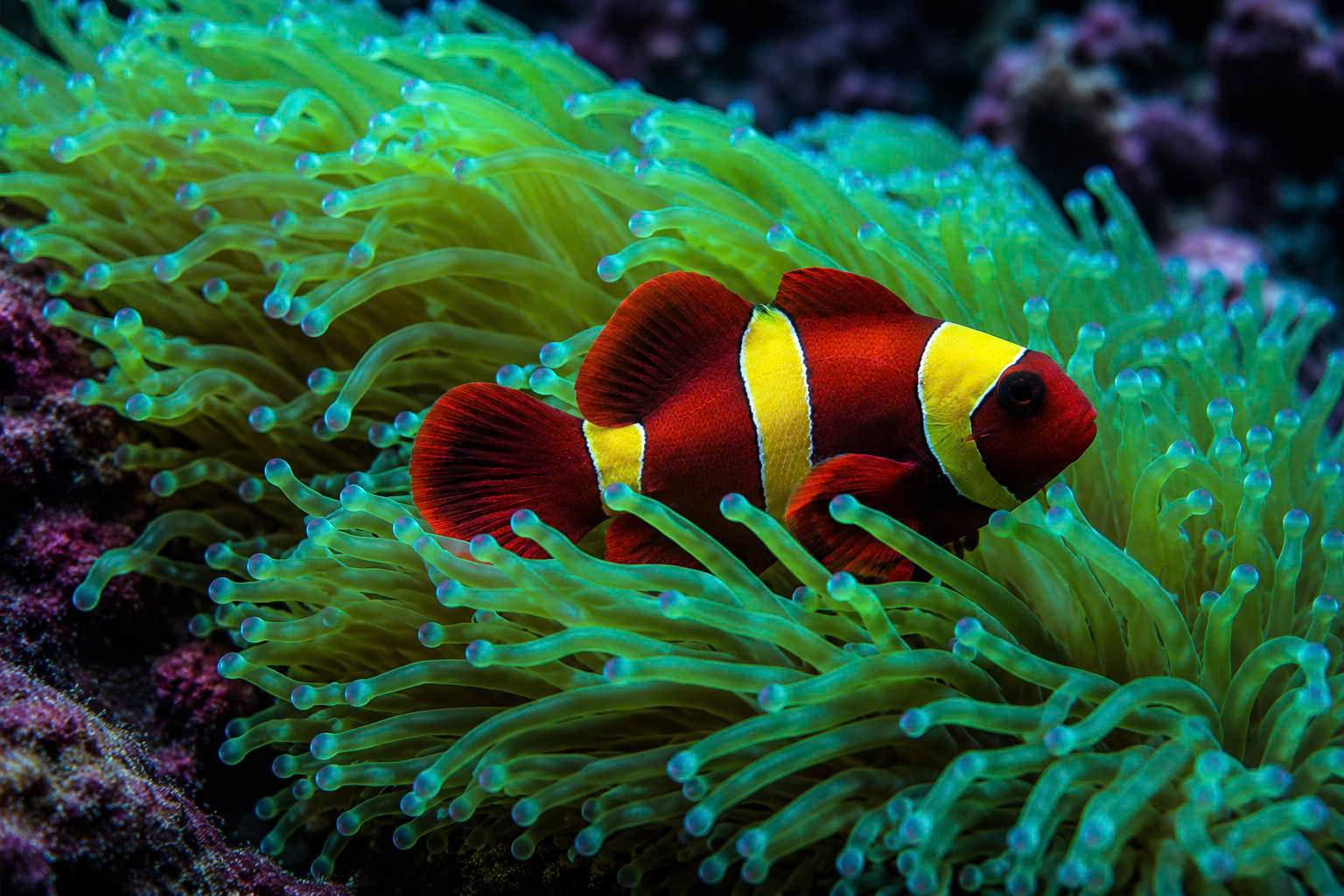 CÁ MAROON GOLD (GOLD STRIPE MAROON CLOWNFISH)