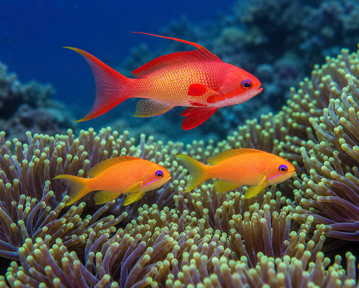 CÁ THIA CAM MẮT XANH (LYRETAIL ANTHIAS)