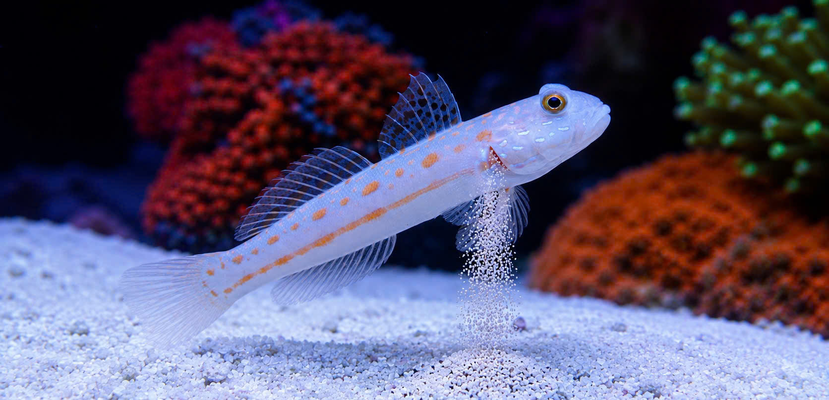 CÁ BỐNG CÁT KIM CƯƠNG (DIAMOND GOBY)