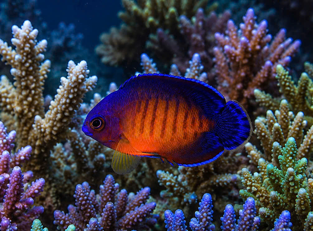 CÁ THIÊN THẦN SIM TÍM (CORAL BEAUTY)