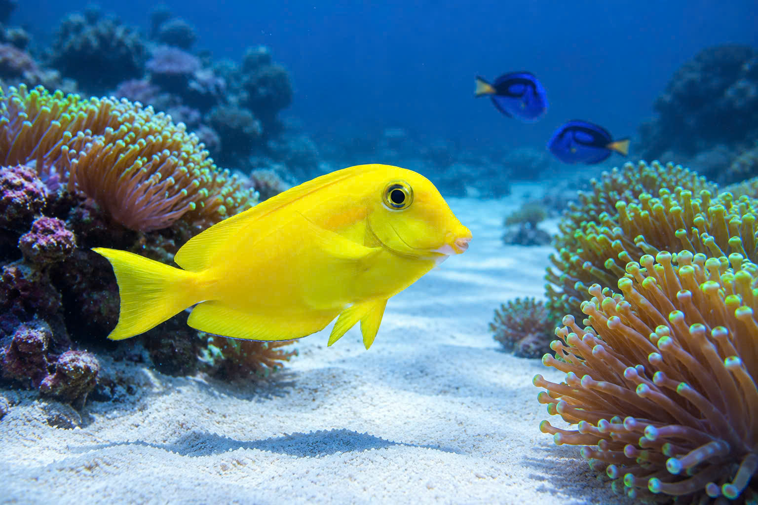 CÁ NẺ BÚT (ORANGESHOULDER TANG)