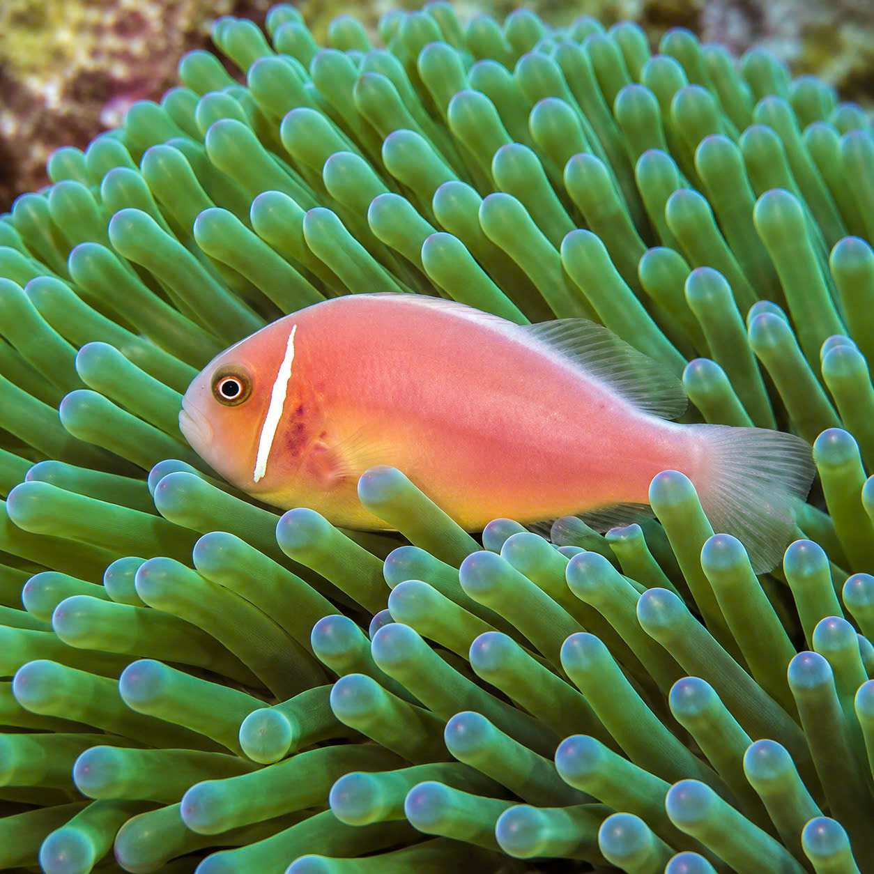 CÁ HỀ HỒNG (PINK SKUNK CLOWNFISH)