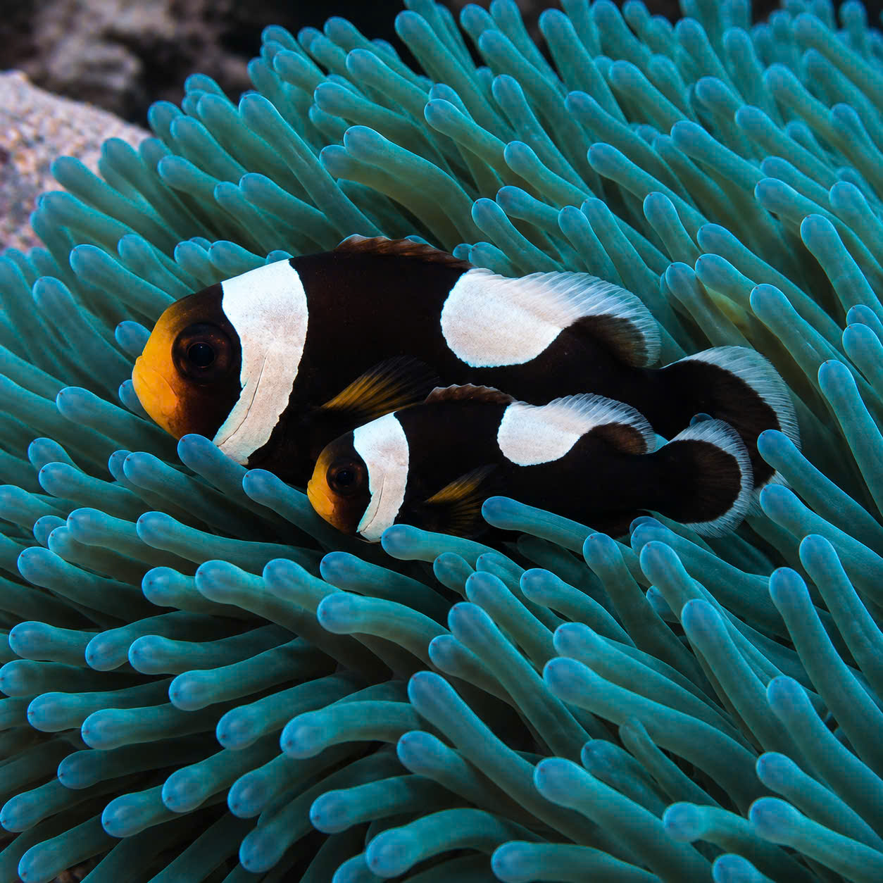 CÁ HỀ ÔNG TÁO (SADDLEBACK CLOWNFISH)