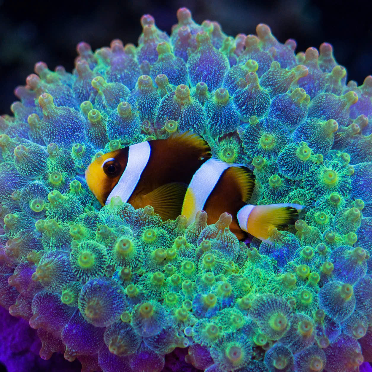 CÁ KHOANG CỔ (CLARKII CLOWNFISH)