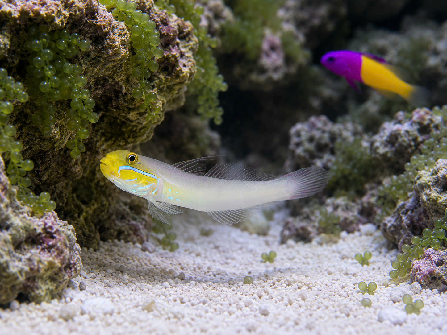 CÁ BỐNG CÁT ĐẦU VÀNG (SLEEPER GOLD HEAD GOBY)