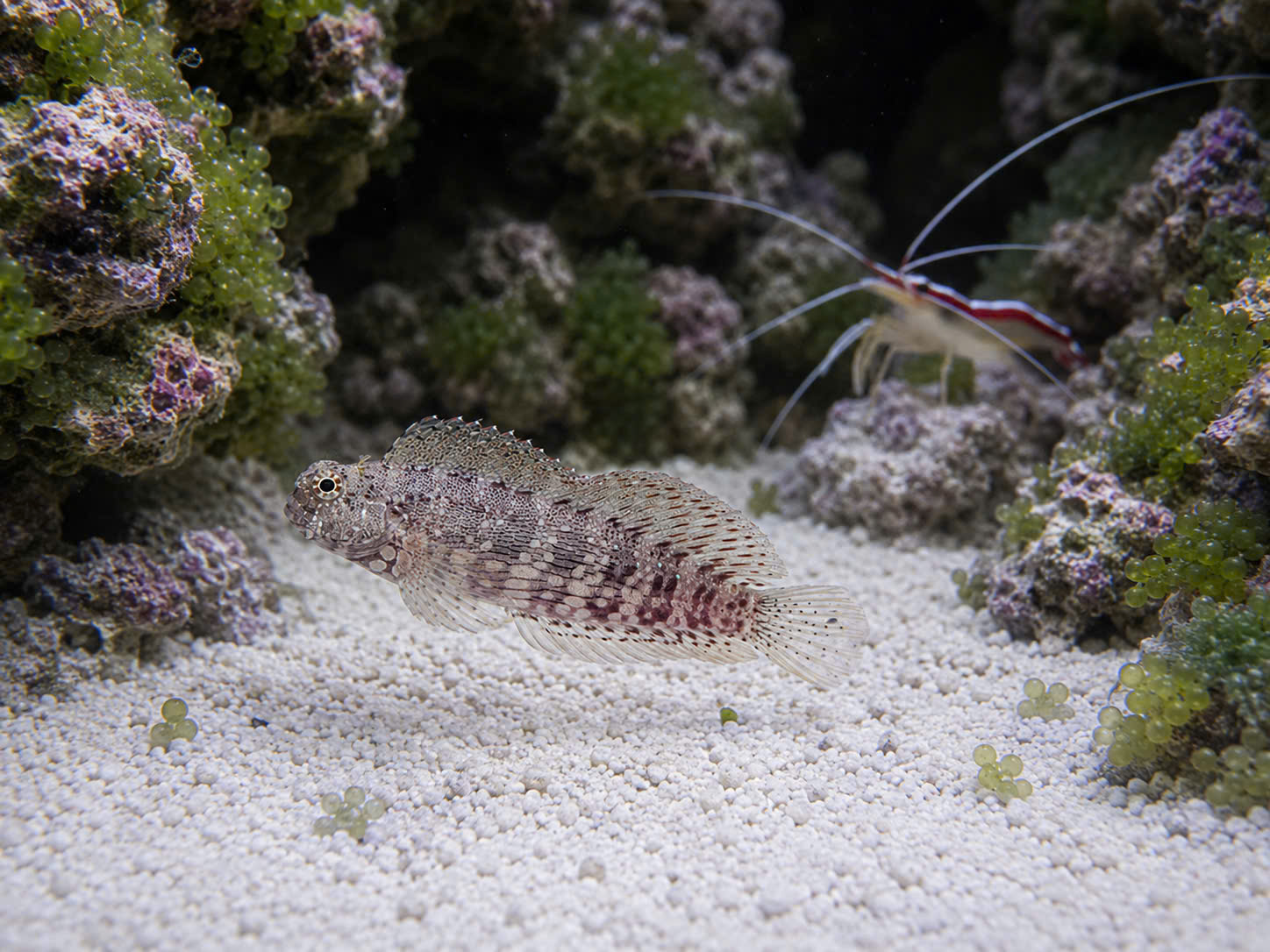 CÁ BỐNG ĂN RÊU (SAILFIN BLENNY)